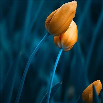 半岛彩票手机app下载